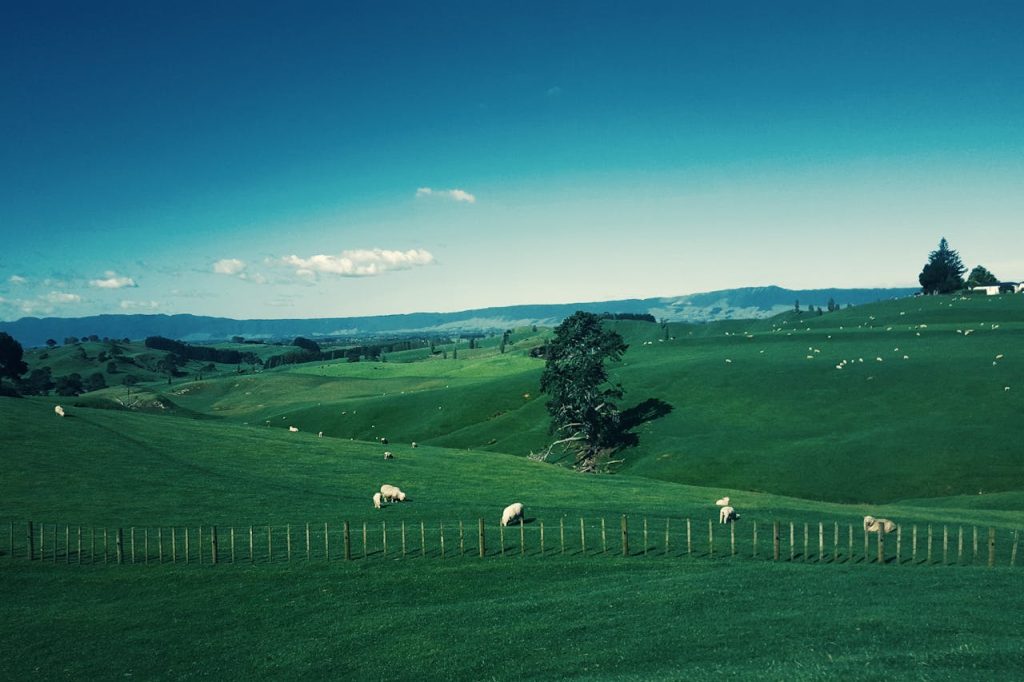 lush green pastures for paddocks, sheep enclosed with quality fencing products and the odd tree on the land.